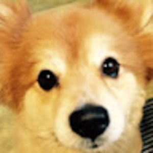 Meet your Posher, Rose